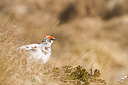 Les Oiseaux