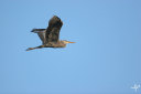 un heron en vol